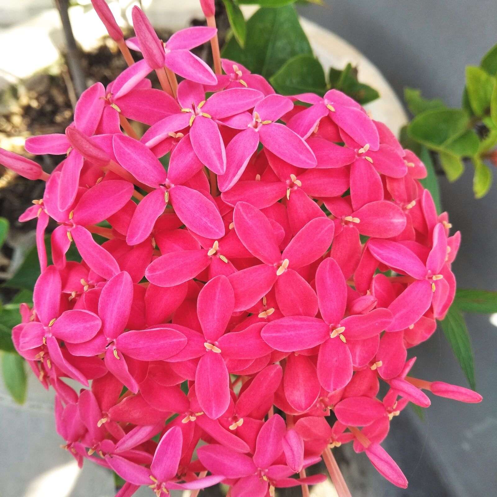 Xiaomi Redmi 7A sample photo. Ixora coccinea, jungle geranium photography