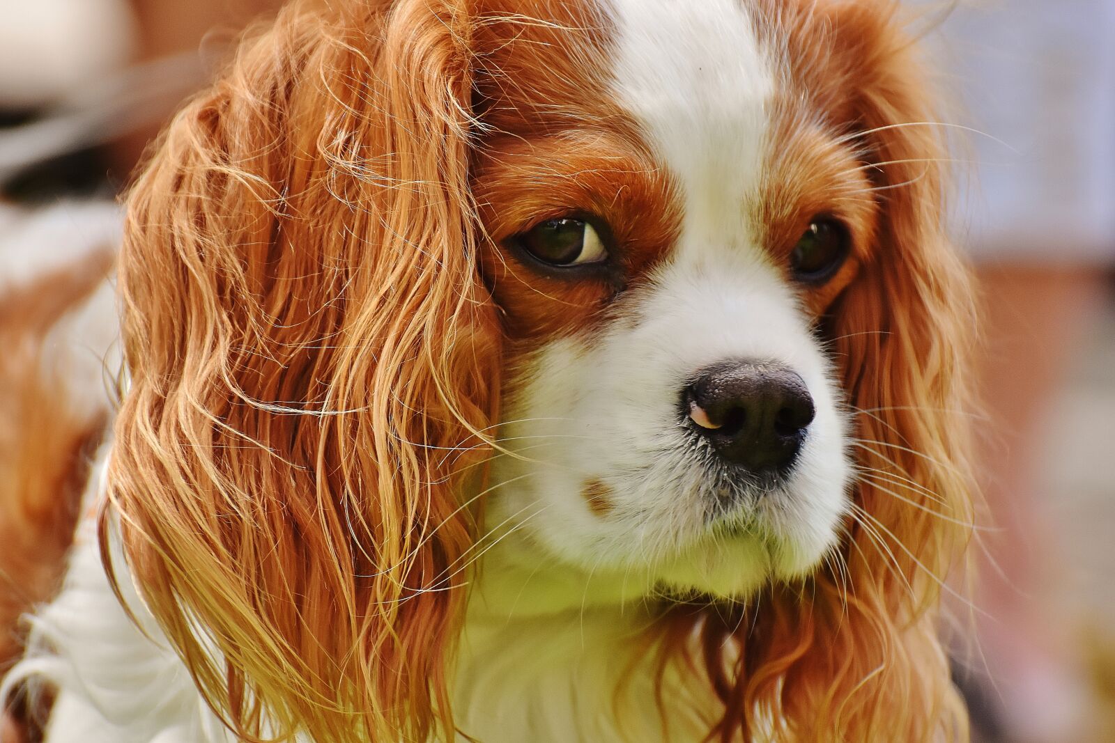 Nikon D7200 sample photo. Dog, cavalier king charles photography