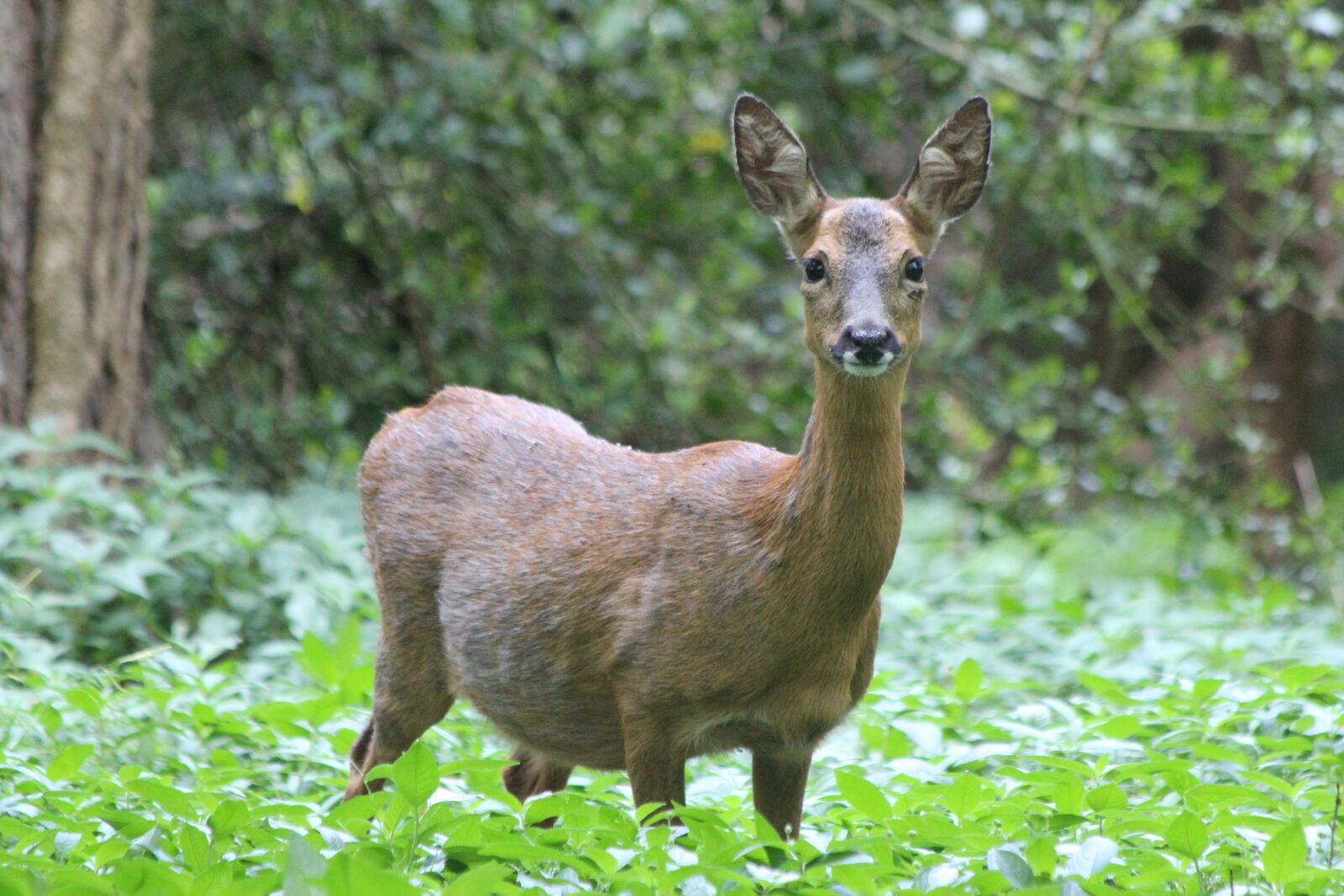 Canon EOS 550D (EOS Rebel T2i / EOS Kiss X4) sample photo. Roe, deer, wildlife photography