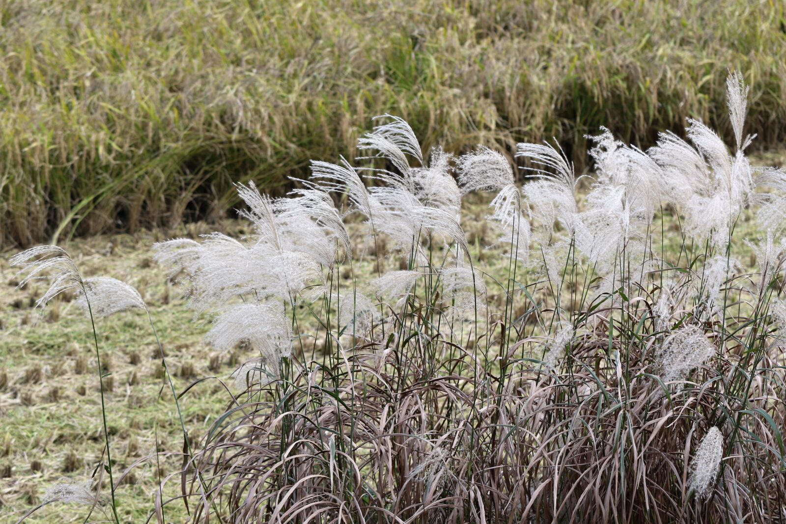 Canon EOS 7D Mark II sample photo. Autumn, reed, rice paddies photography