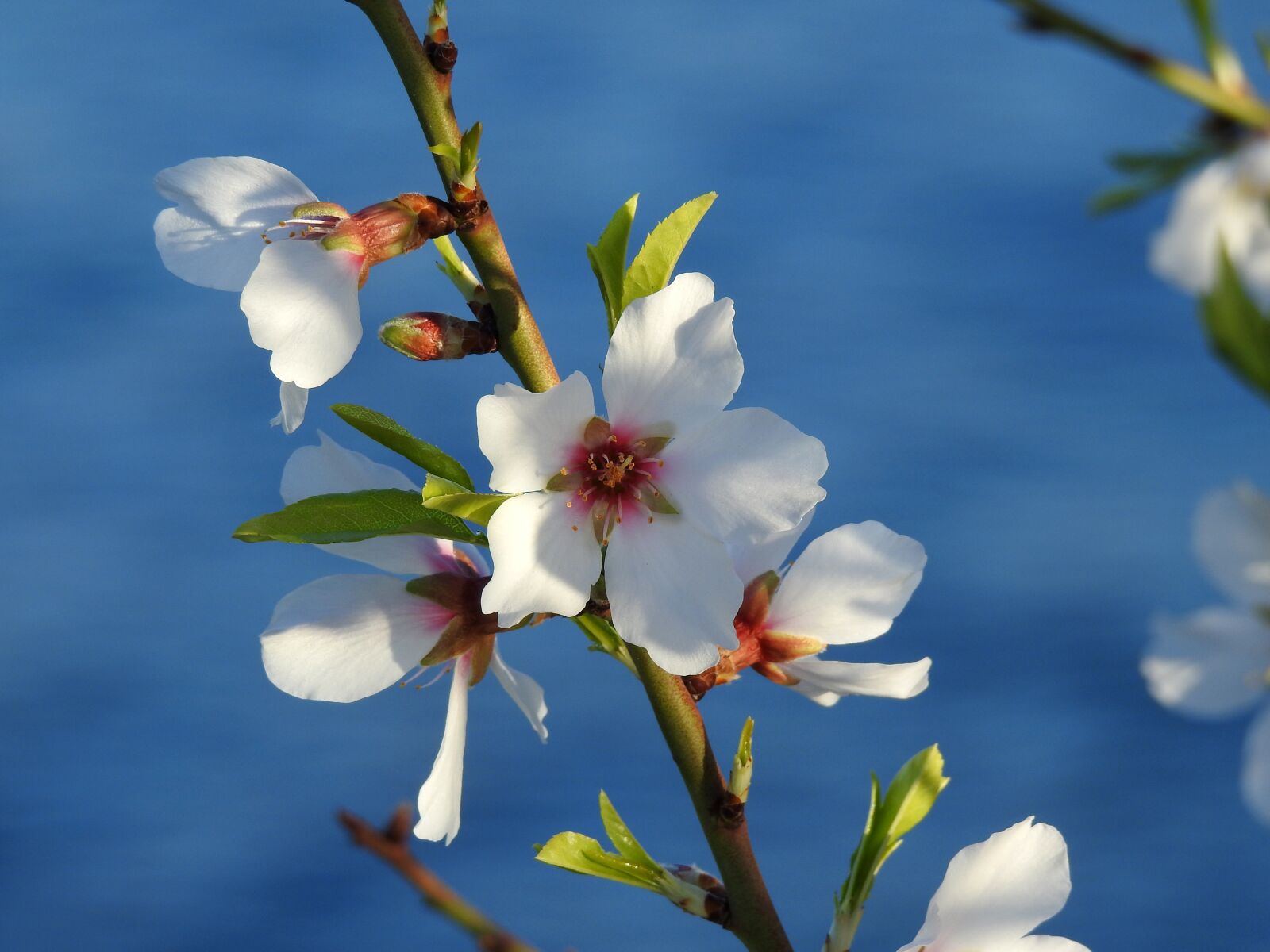 Nikon Coolpix P900 sample photo. Flower, nature, spring photography
