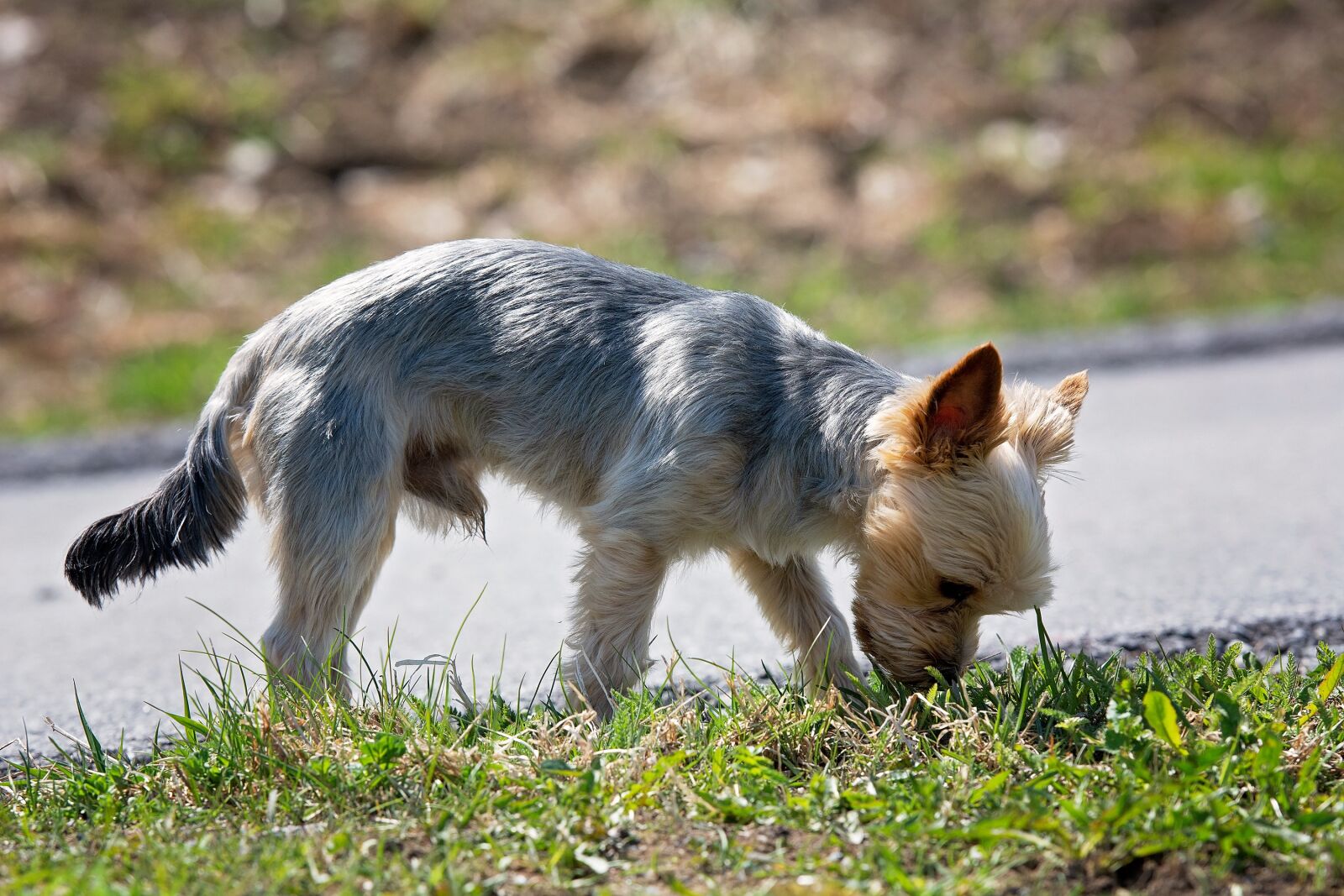 Nikon D7100 sample photo. Dog, wayside, grass photography