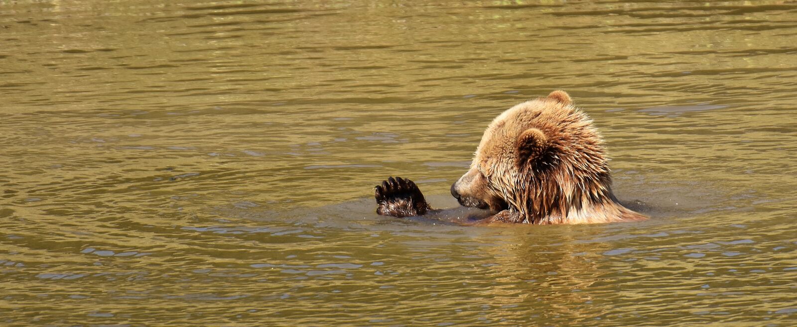 Nikon D7200 sample photo. European brown bear, wild photography