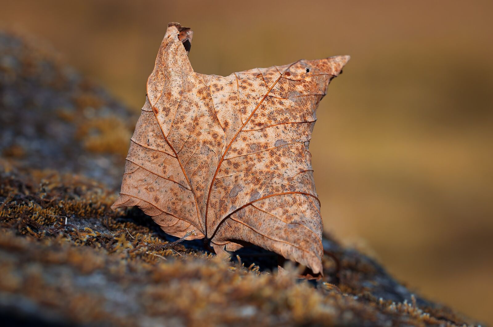 Nikon D90 sample photo. Leaf, autumn leaf, leaves photography