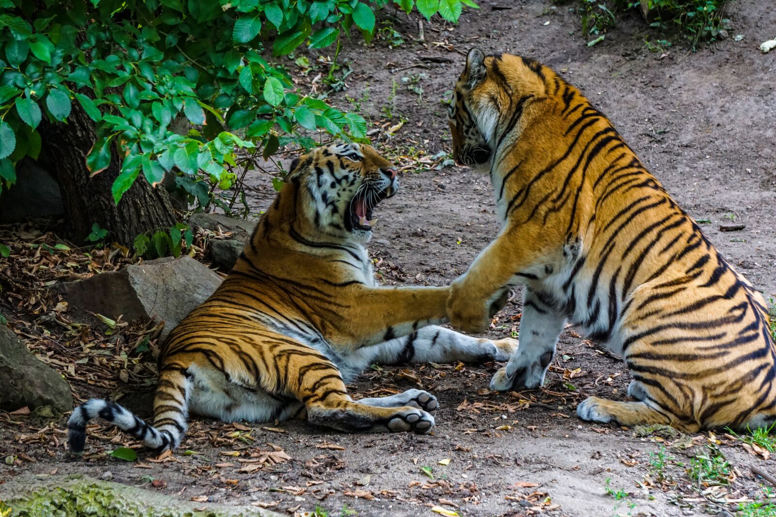 Sony a6000 sample photo. Sumatran tiger, tiger, big photography