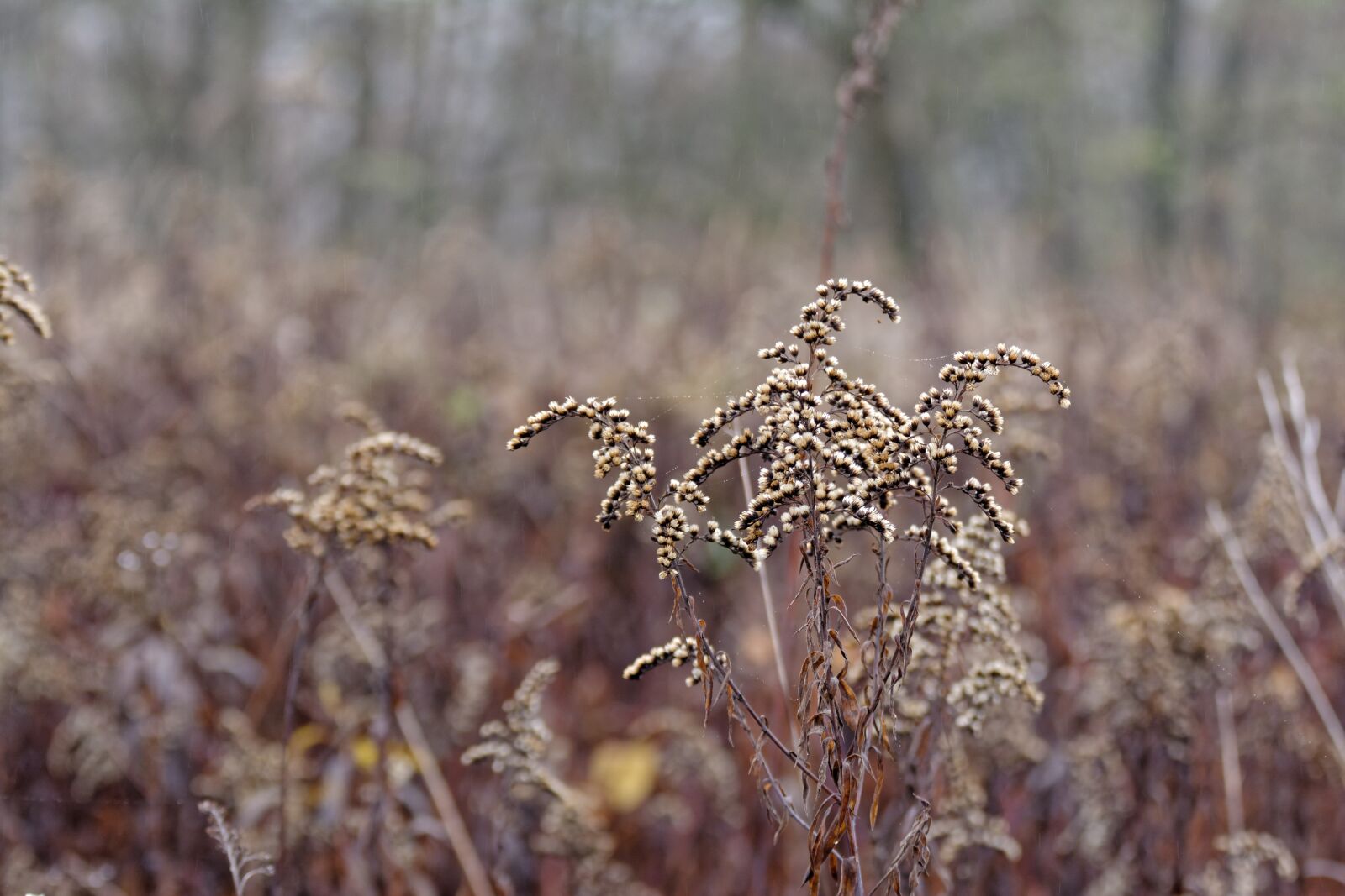 Nikon D5200 sample photo. Goldenrod, nawłocie, autumn photography