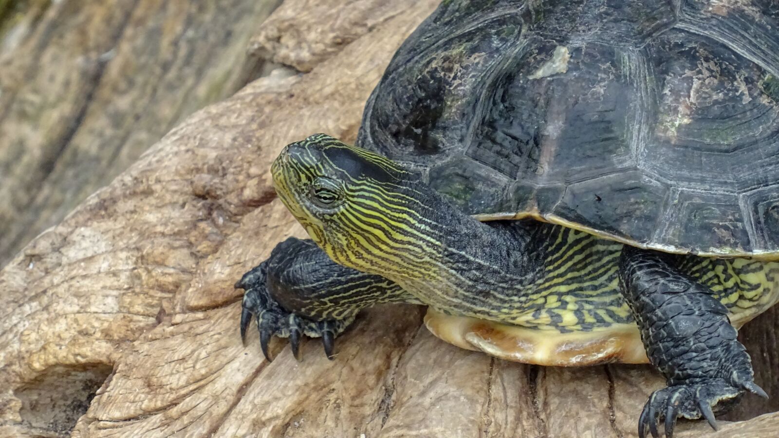Sony DSC-HX60 sample photo. Turtel, schildkröte, animal photography