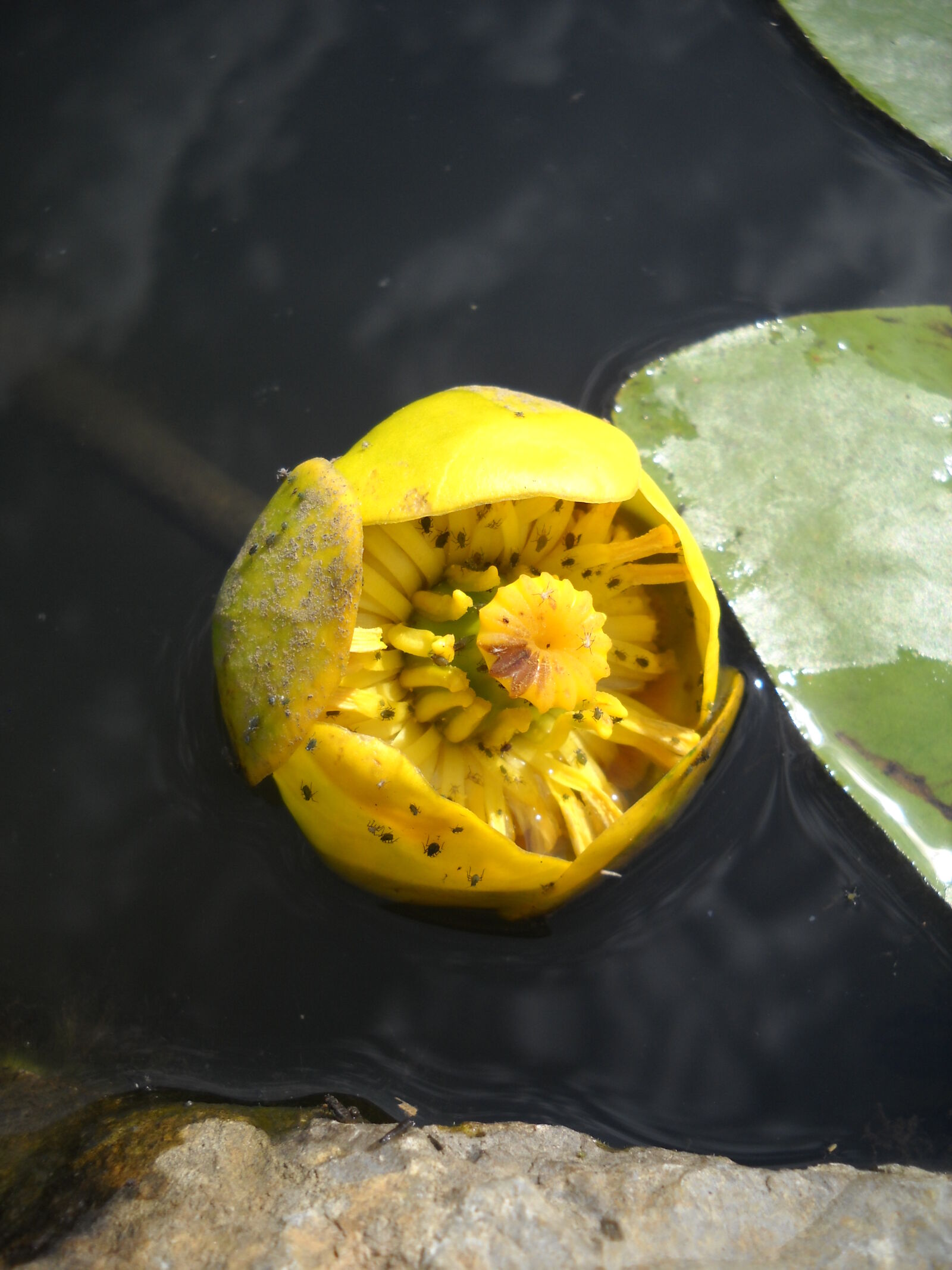 Nikon Coolpix L20 sample photo. Water, lily photography