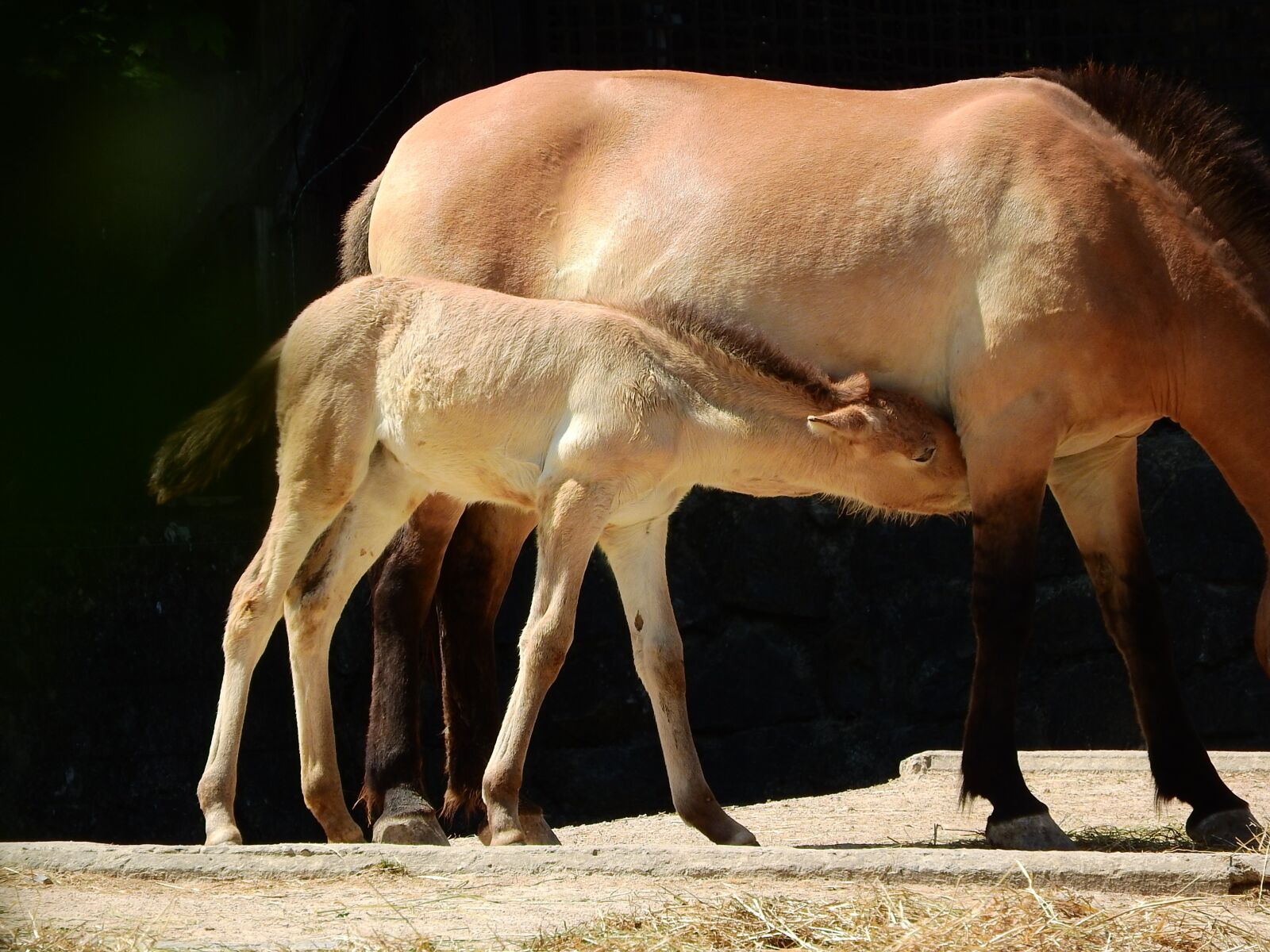Nikon Coolpix P610 sample photo. Przewalski's horse, equus przewalskii photography