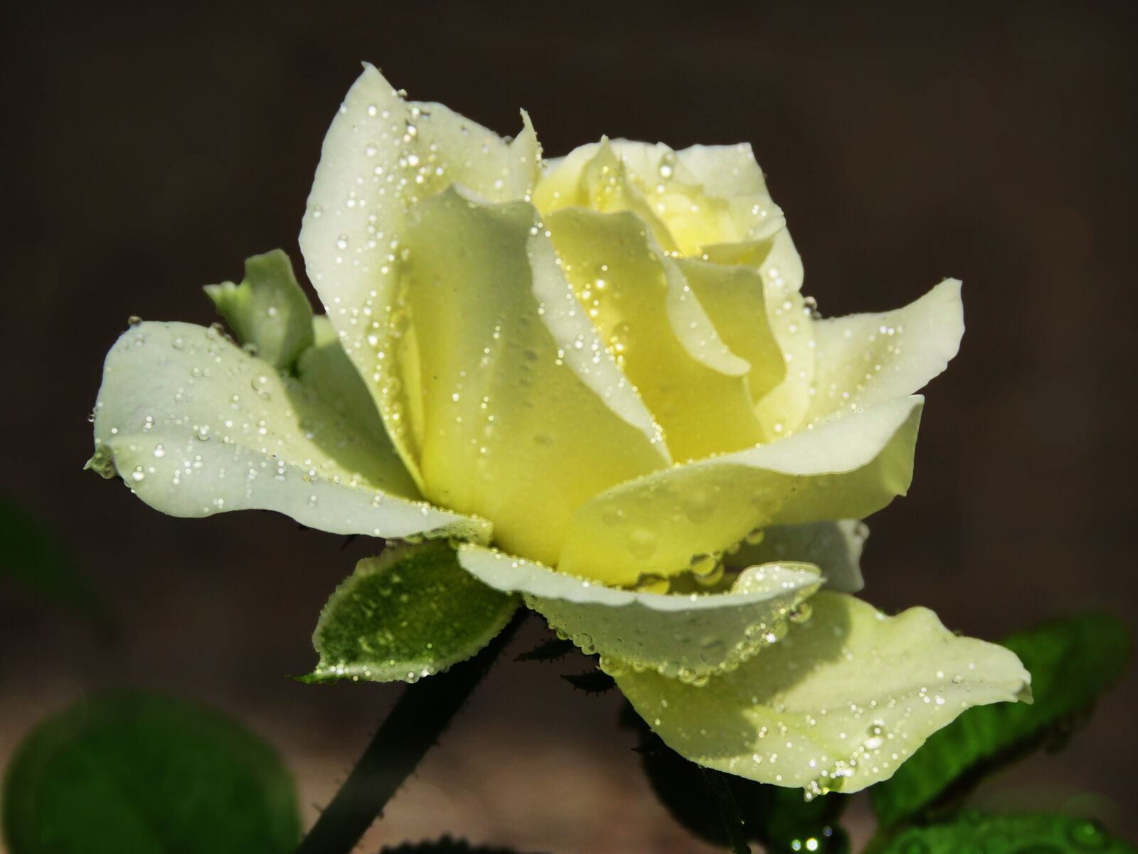 Canon PowerShot SX60 HS sample photo. Night rose, rose, flower photography