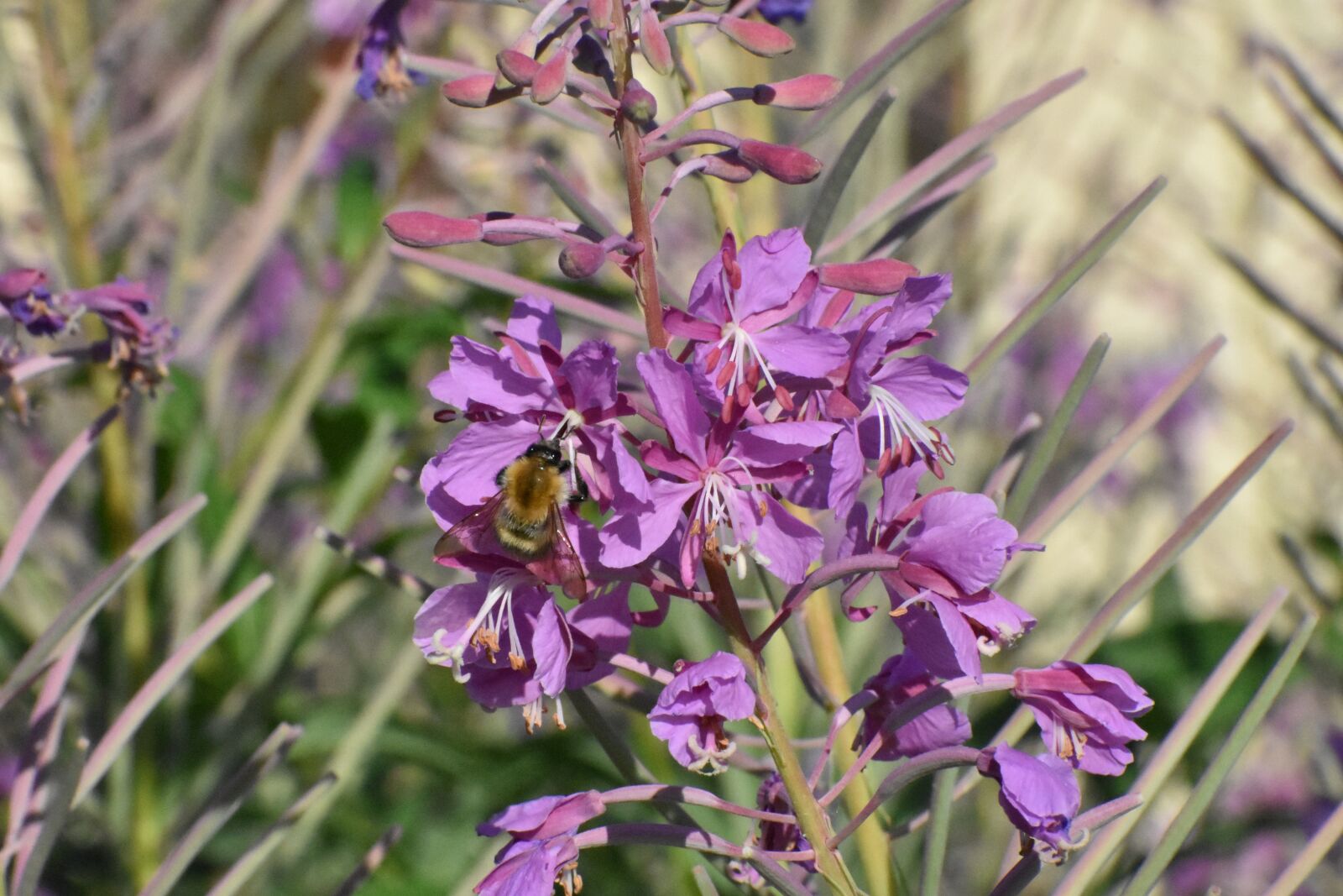 Nikon D3400 sample photo. Fireweed, flowers, bloom photography