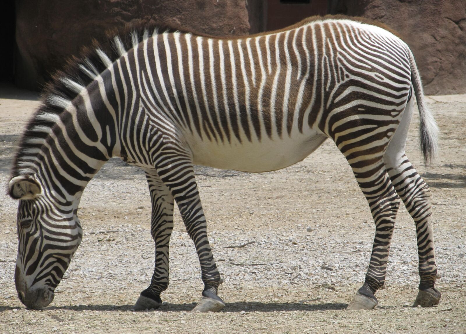 Canon PowerShot SX130 IS sample photo. Zebra, stripes, wildlife photography