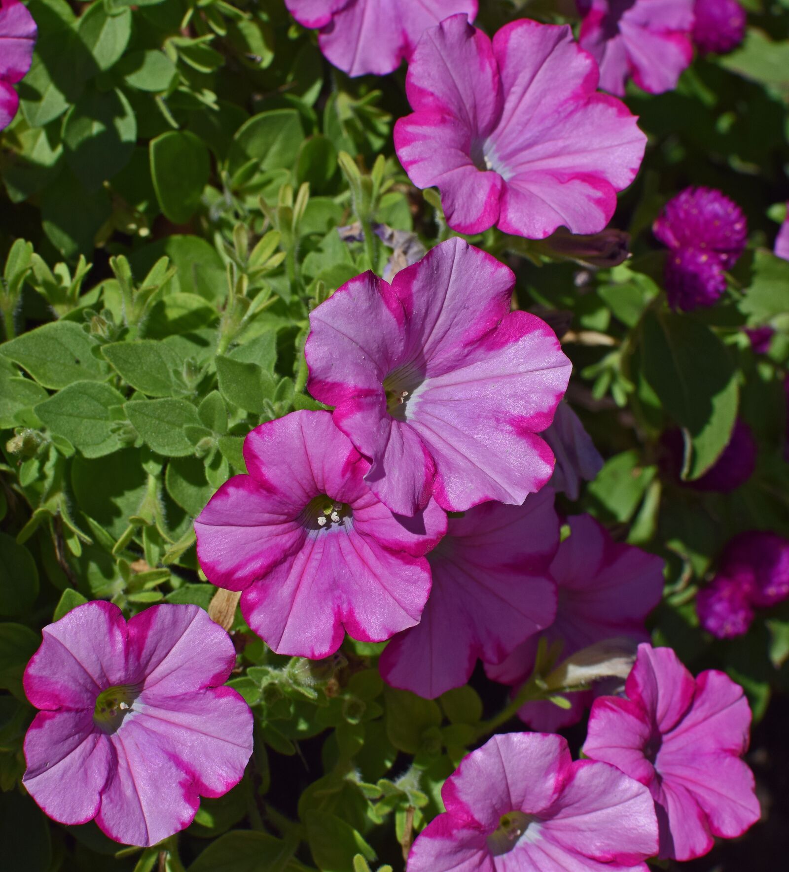 Nikon D3300 sample photo. Pink-on-pink petunia, petunia, flower photography