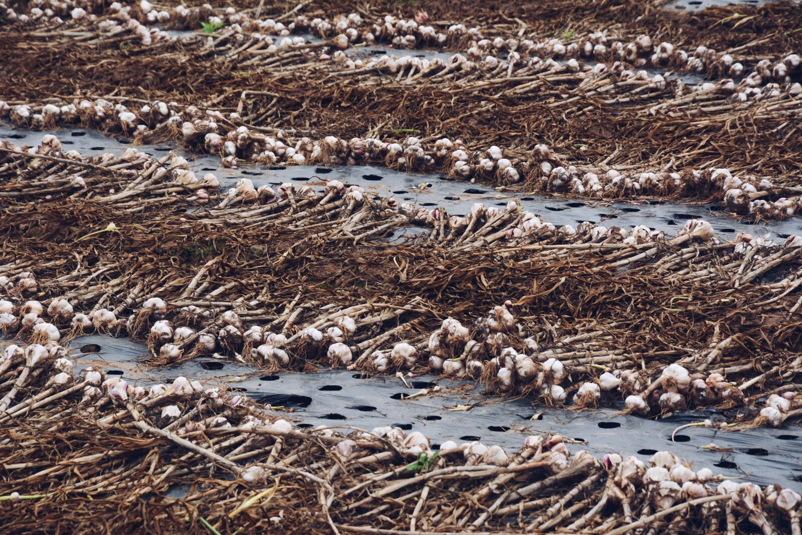 Nikon D5200 sample photo. Garlic, field, vegetables photography