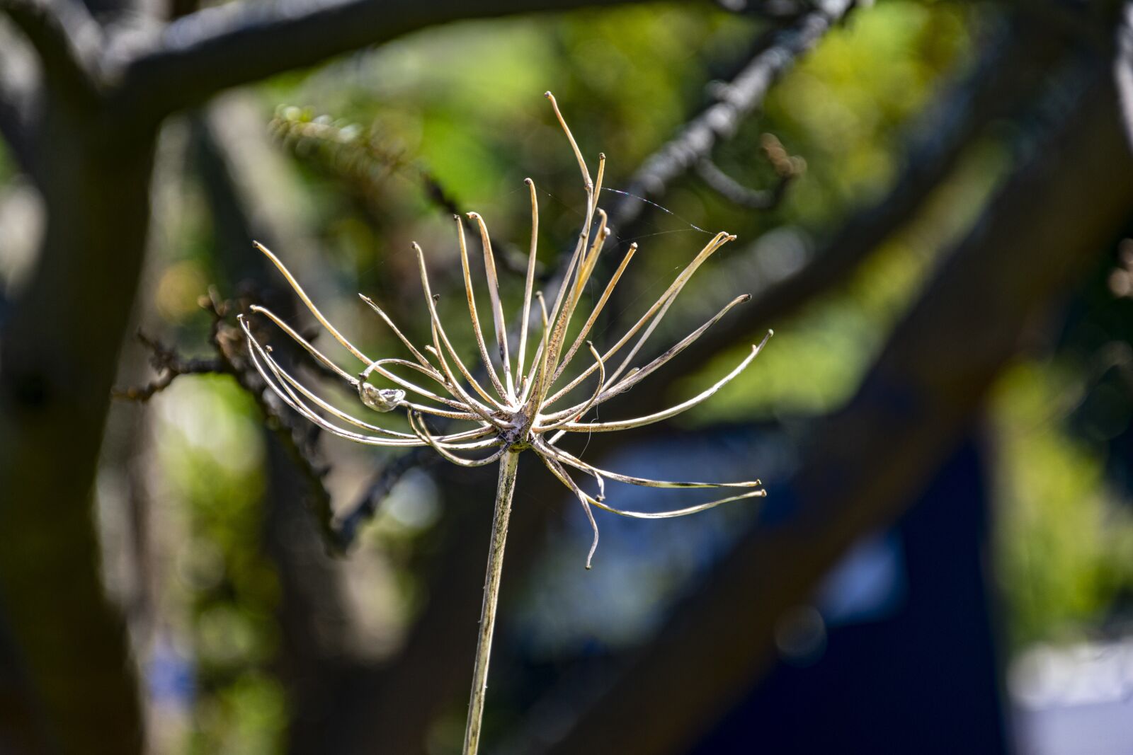 Nikon D3400 sample photo. Wilted, brown, death photography