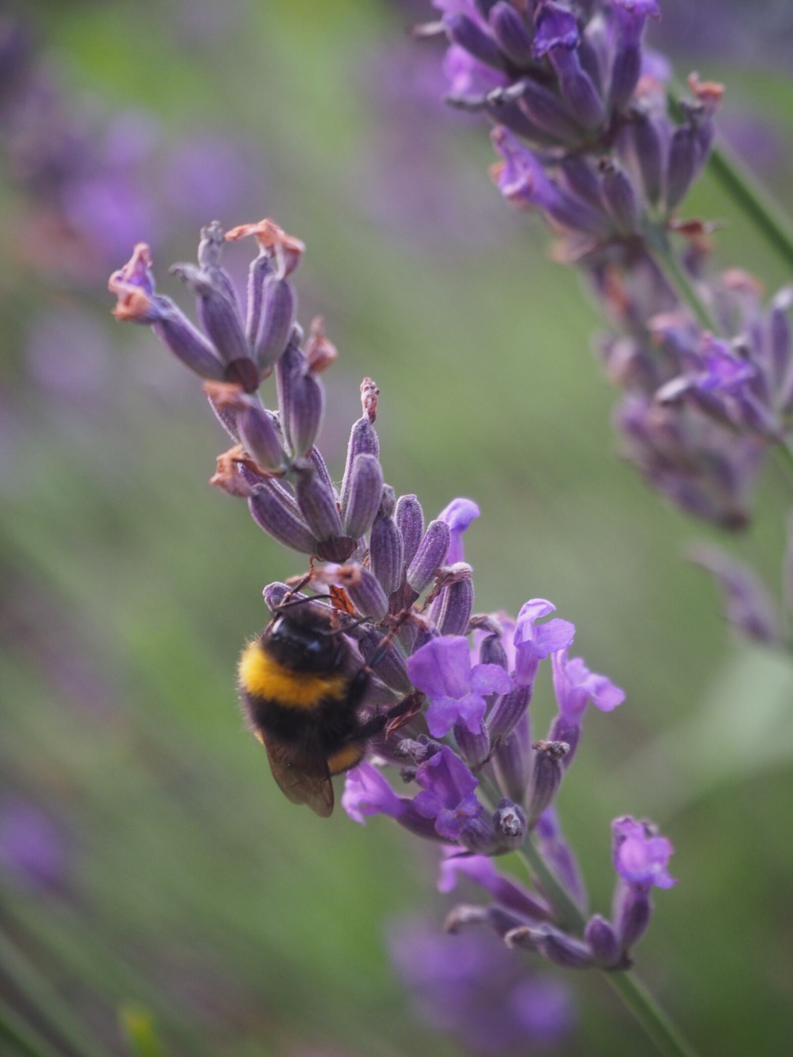 Olympus OM-D E-M10 II sample photo. Bee, lavender, summer photography