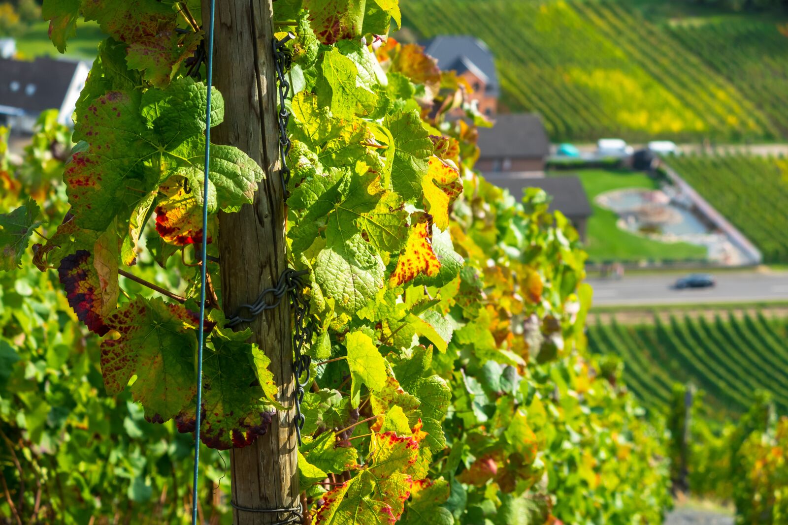 Canon PowerShot G3 X sample photo. Wine, vine, grapevine photography