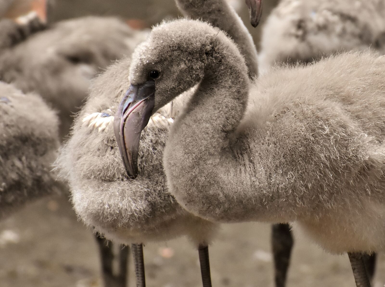 Nikon D7200 sample photo. Flamingo, young animal, chicks photography