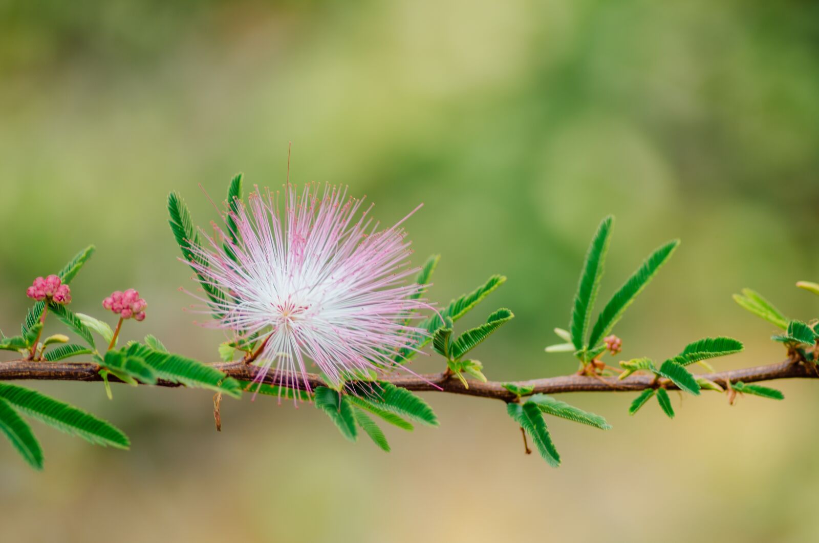 Nikon D7000 sample photo. Flower, madera, garden photography
