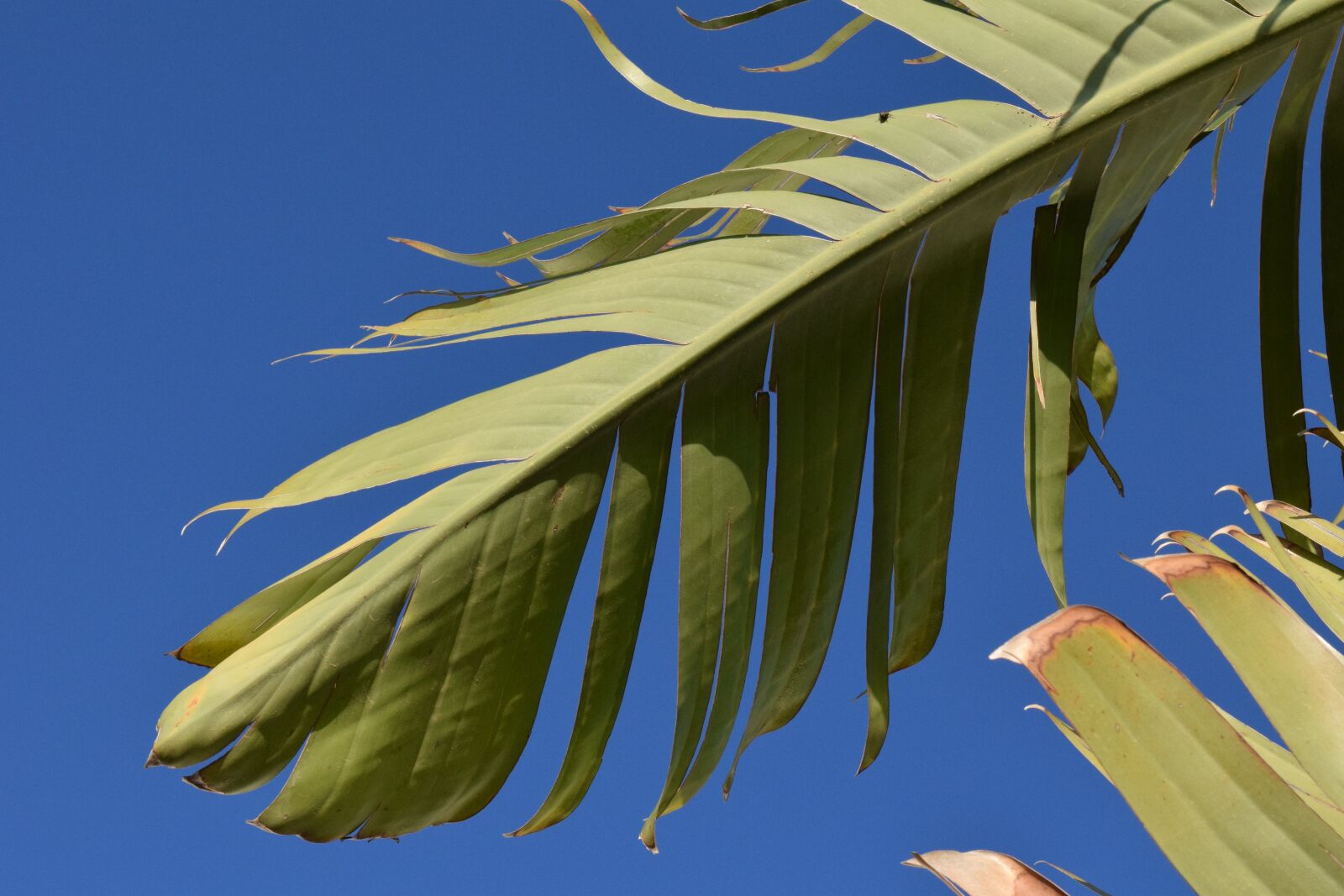 Nikon D3300 sample photo. Banana leaf, banana, shrub photography