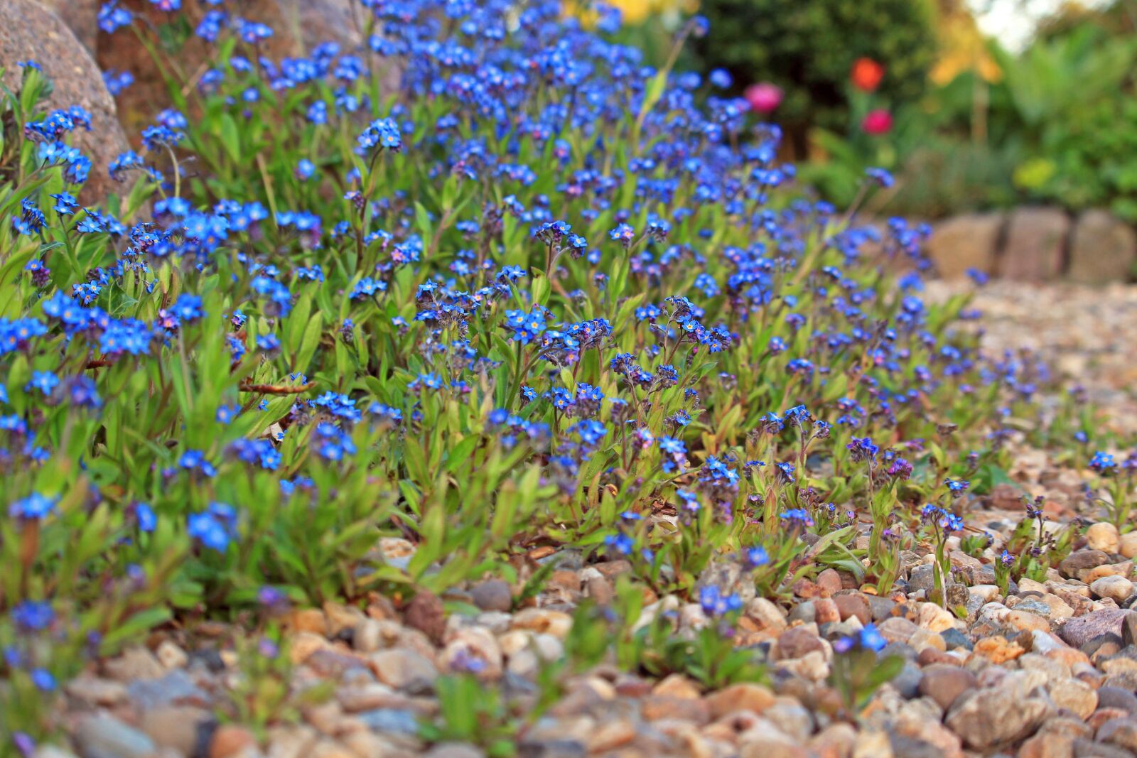 Canon EOS 700D (EOS Rebel T5i / EOS Kiss X7i) sample photo. Forget me not, spring photography