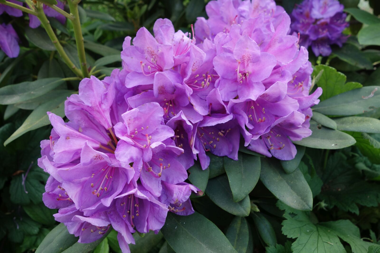 Sony Cyber-shot DSC-RX100 sample photo. Rhododendron, purple, garden photography