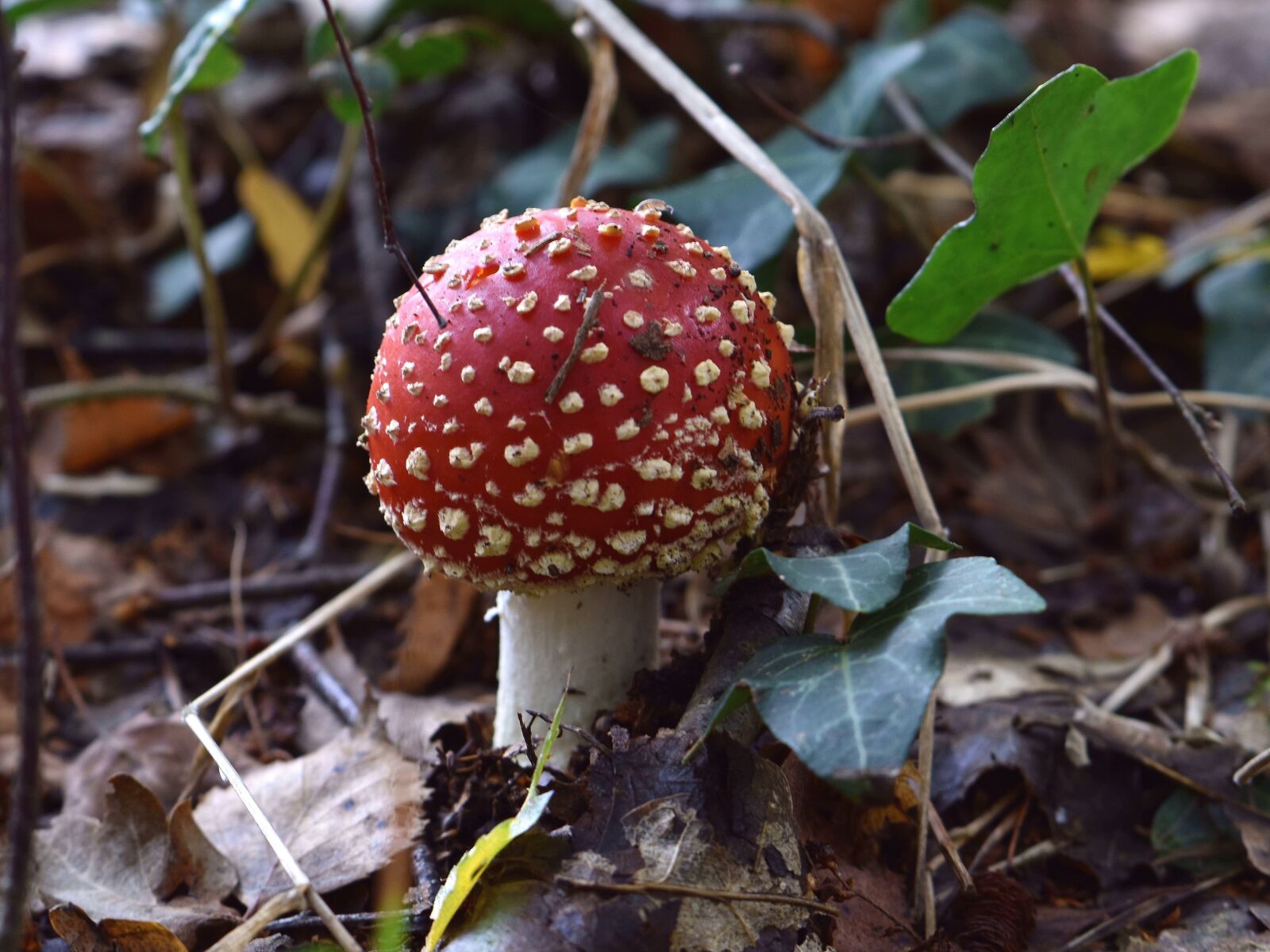 Nikon D5600 sample photo. Mushroom, fly agaric, forest photography