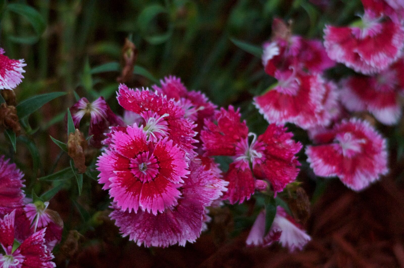 Sony SLT-A58 sample photo. Flowers, pink, spring photography