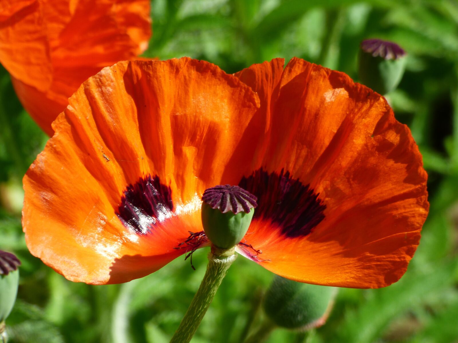 Panasonic DMC-FZ72 sample photo. Flowers, poppy, landscape photography