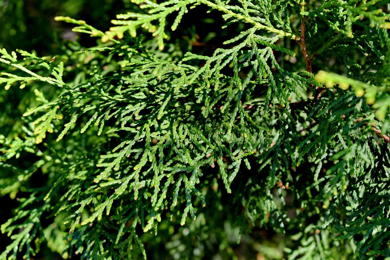 Nikon D5500 sample photo. Nature, evergreen, tree, conifer photography