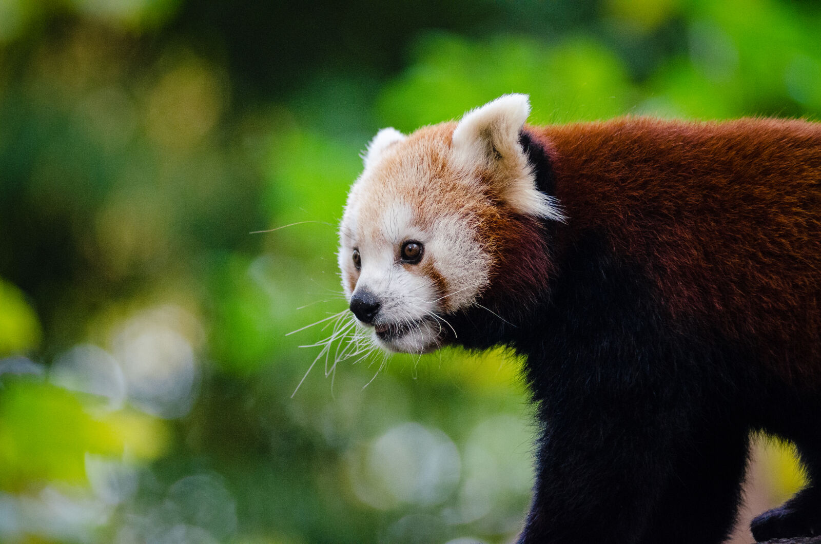 AF Zoom-Nikkor 80-200mm f/2.8 ED sample photo