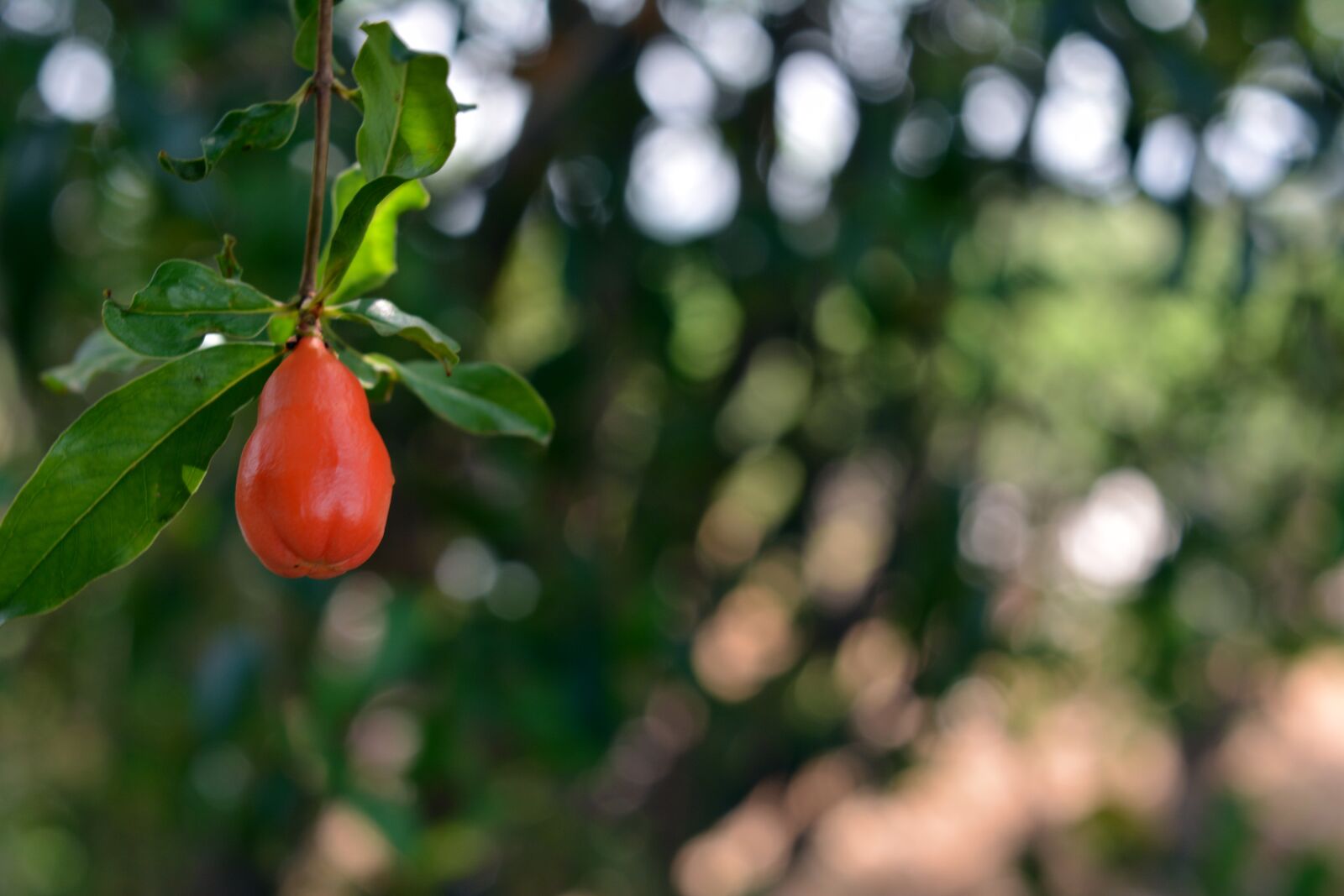 Nikon D5200 sample photo. Pomegranate, fruit, red photography