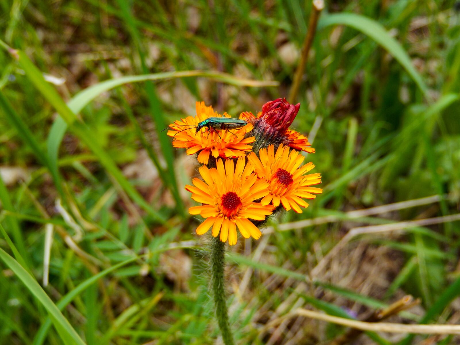 Nikon Coolpix S9500 sample photo. Marigold, calendula, long-horned beetle photography