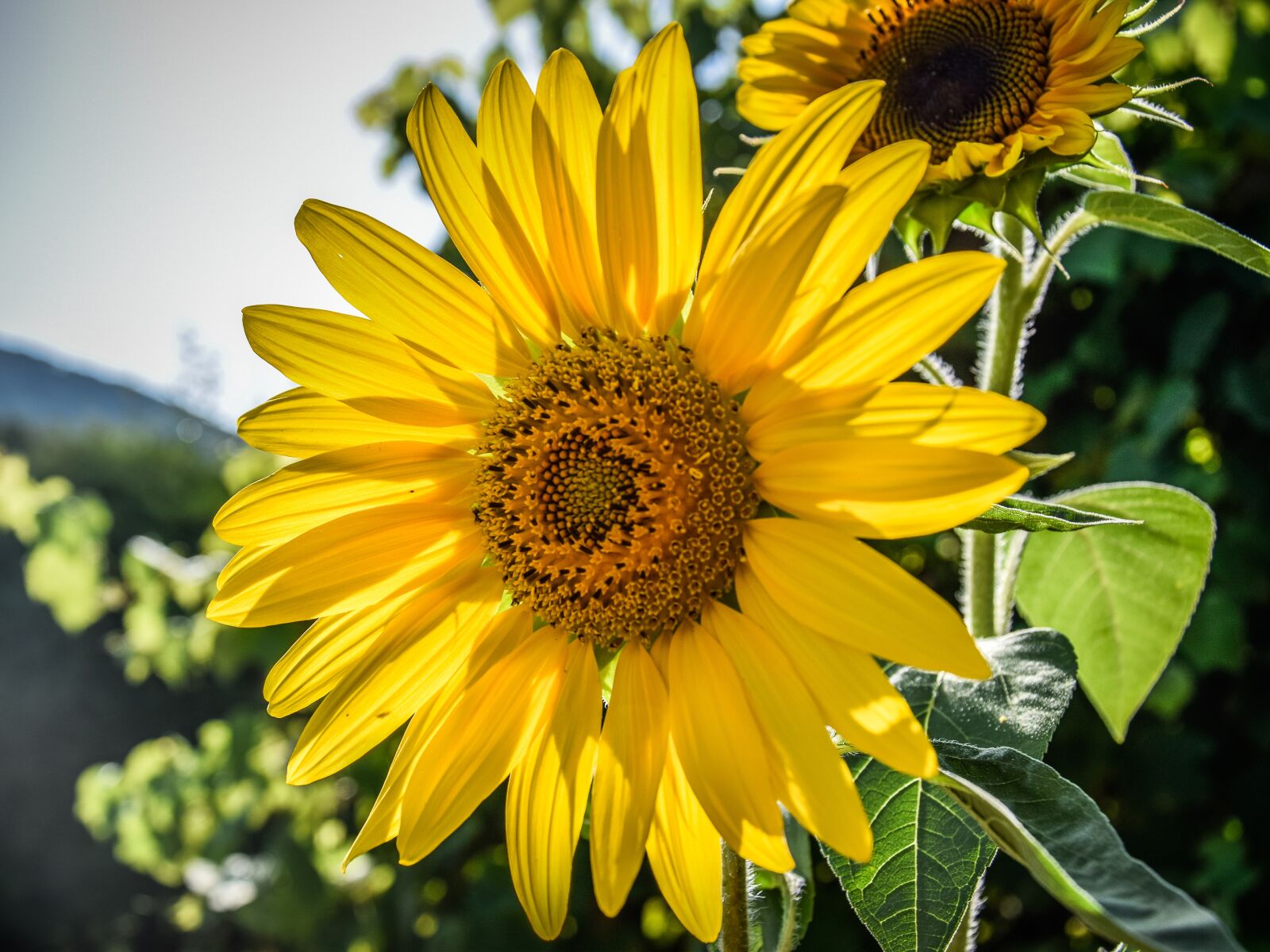 Nikon D5300 sample photo. Sunflower, flower, summer photography
