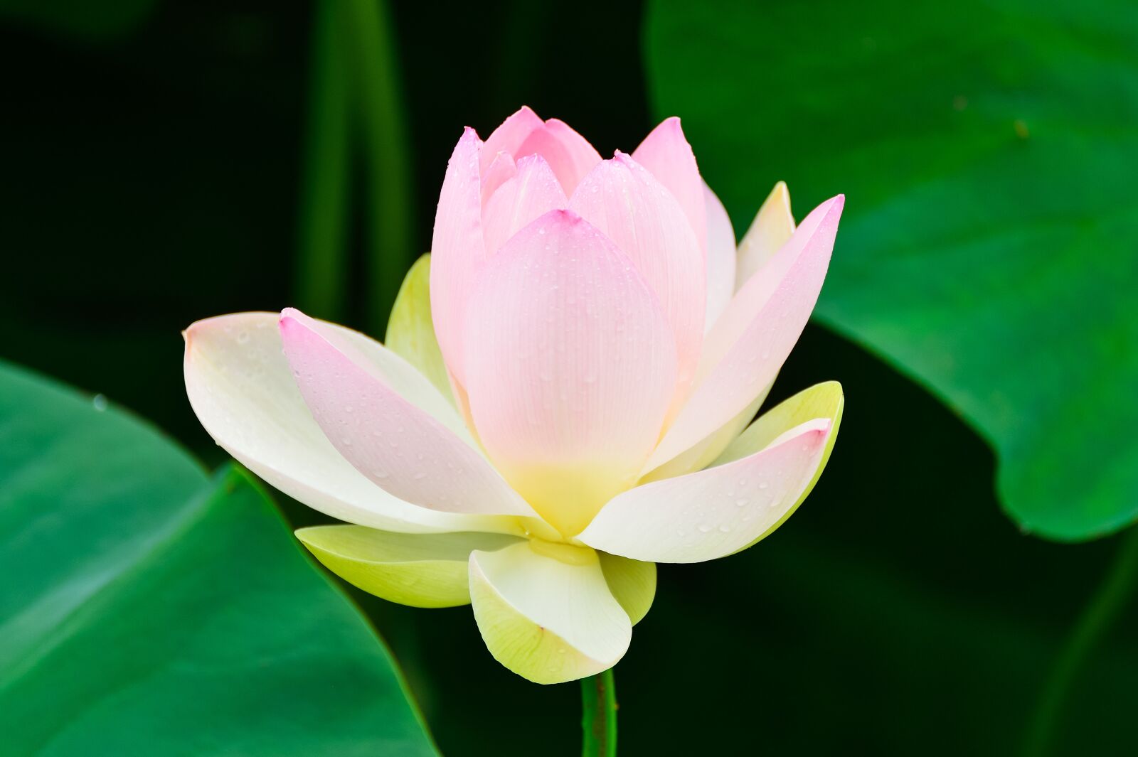 Nikon Df sample photo. Natural, plant, in the photography