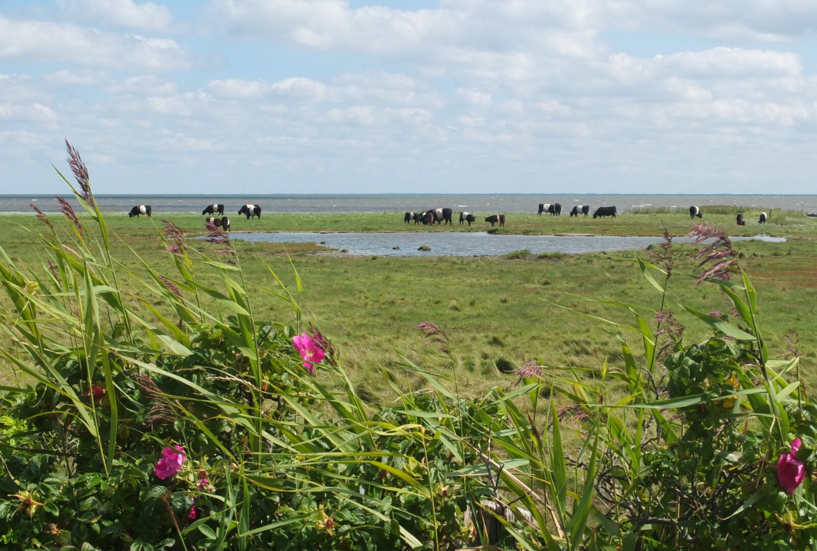 Fujifilm X10 sample photo. Sylt, cow, north sea photography