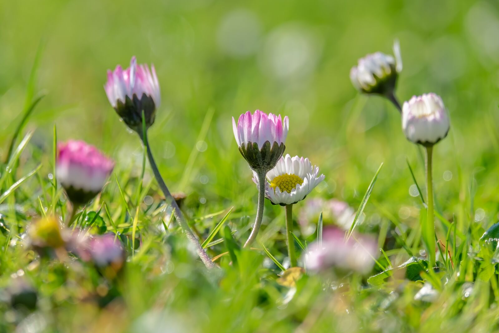 Fujifilm XF 55-200mm F3.5-4.8 R LM OIS sample photo. Daisy, bellis, tausendschön photography