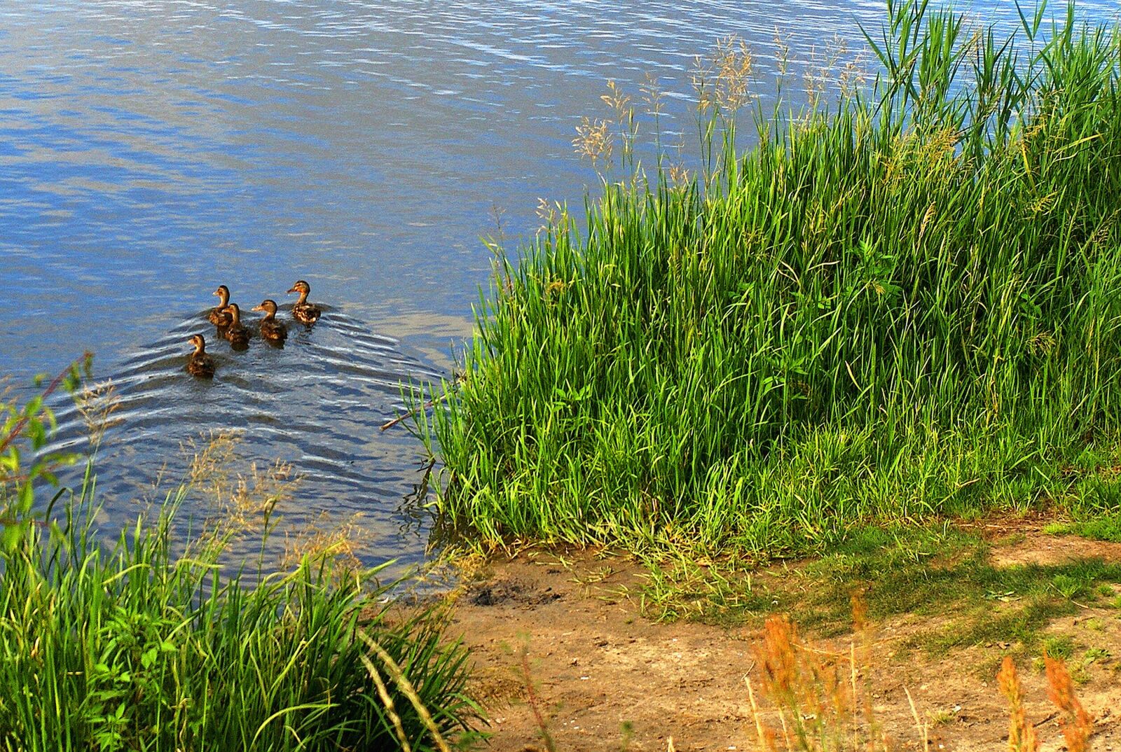 Sony Alpha DSLR-A200 sample photo. Author, skibka, photo photography