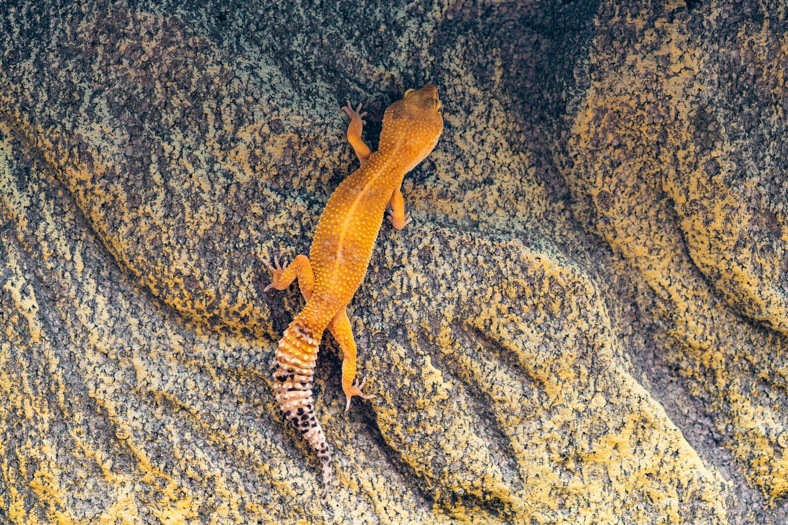 Sony a7R II + Sony FE 90mm F2.8 Macro G OSS sample photo. Gecko, leopard gecko, climb photography