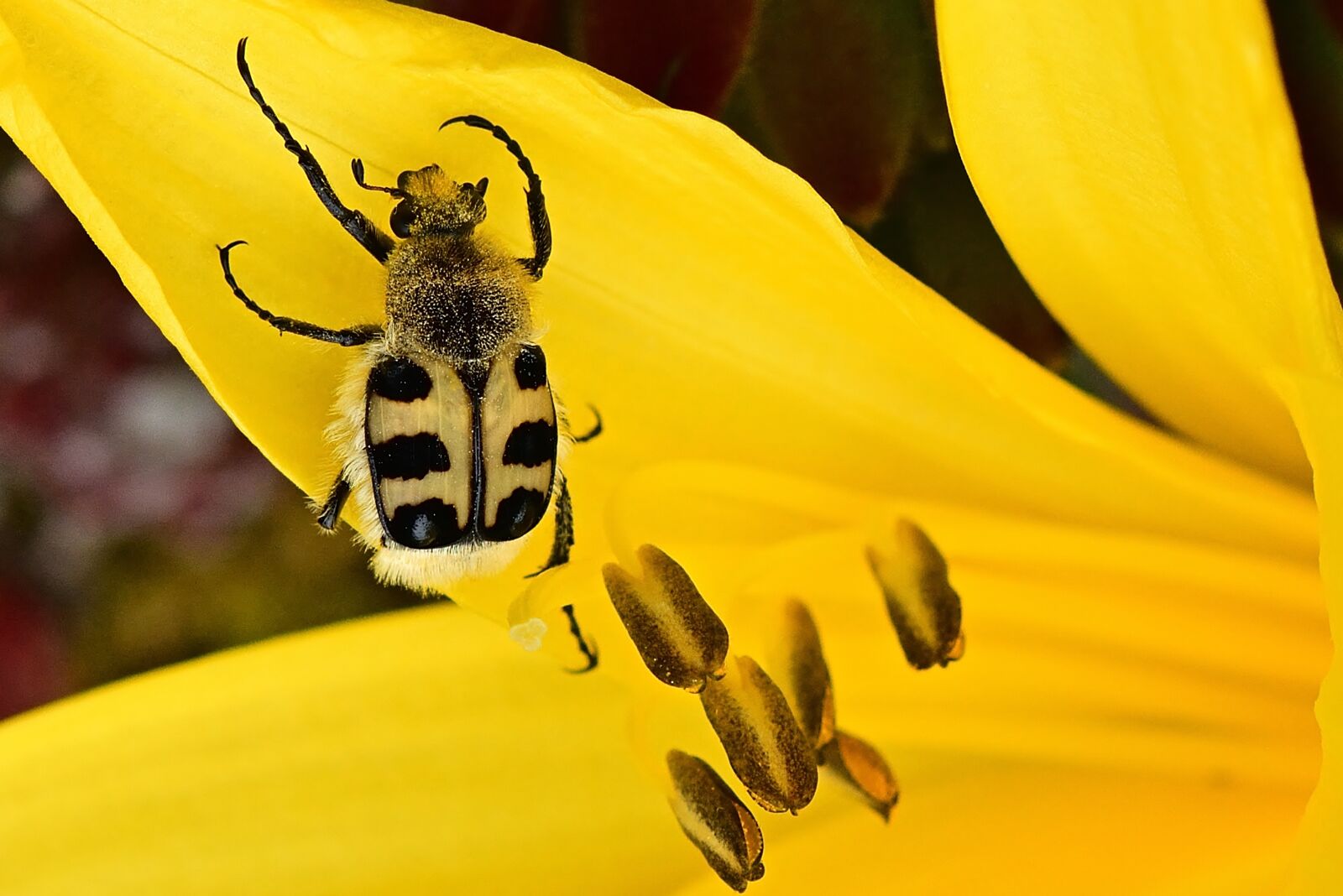 Nikon D5200 sample photo. Beetle, blossom, bloom photography