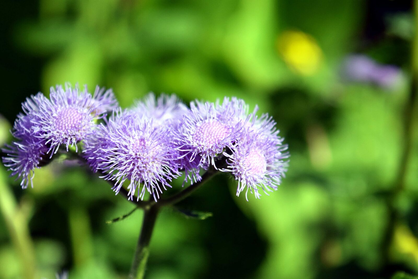 Nikon D3300 sample photo. Thistle, flora, leaf, flower photography