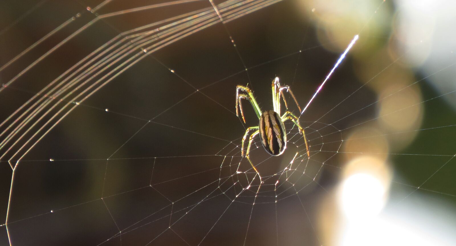 Canon PowerShot SX50 HS sample photo. Spider, arachnid, web photography