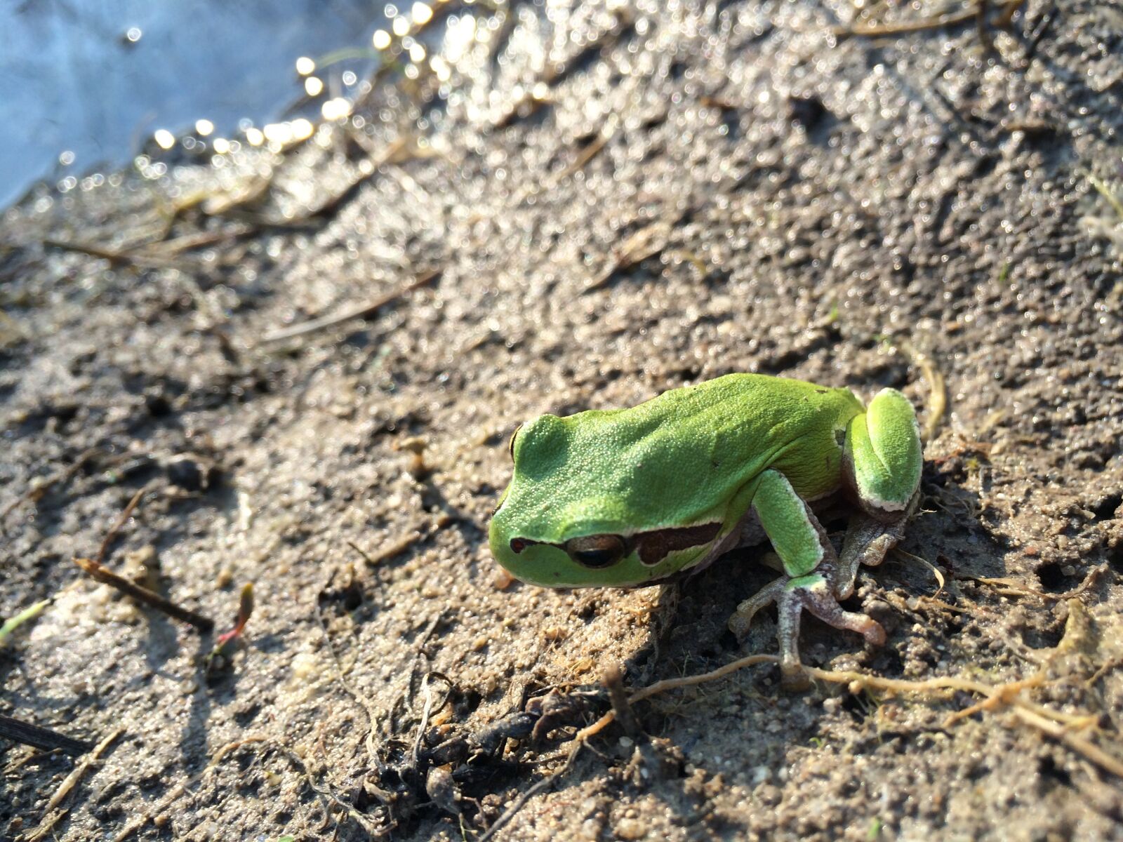 iPhone 5s back camera 4.15mm f/2.2 sample photo. Frog, nature, nice photography