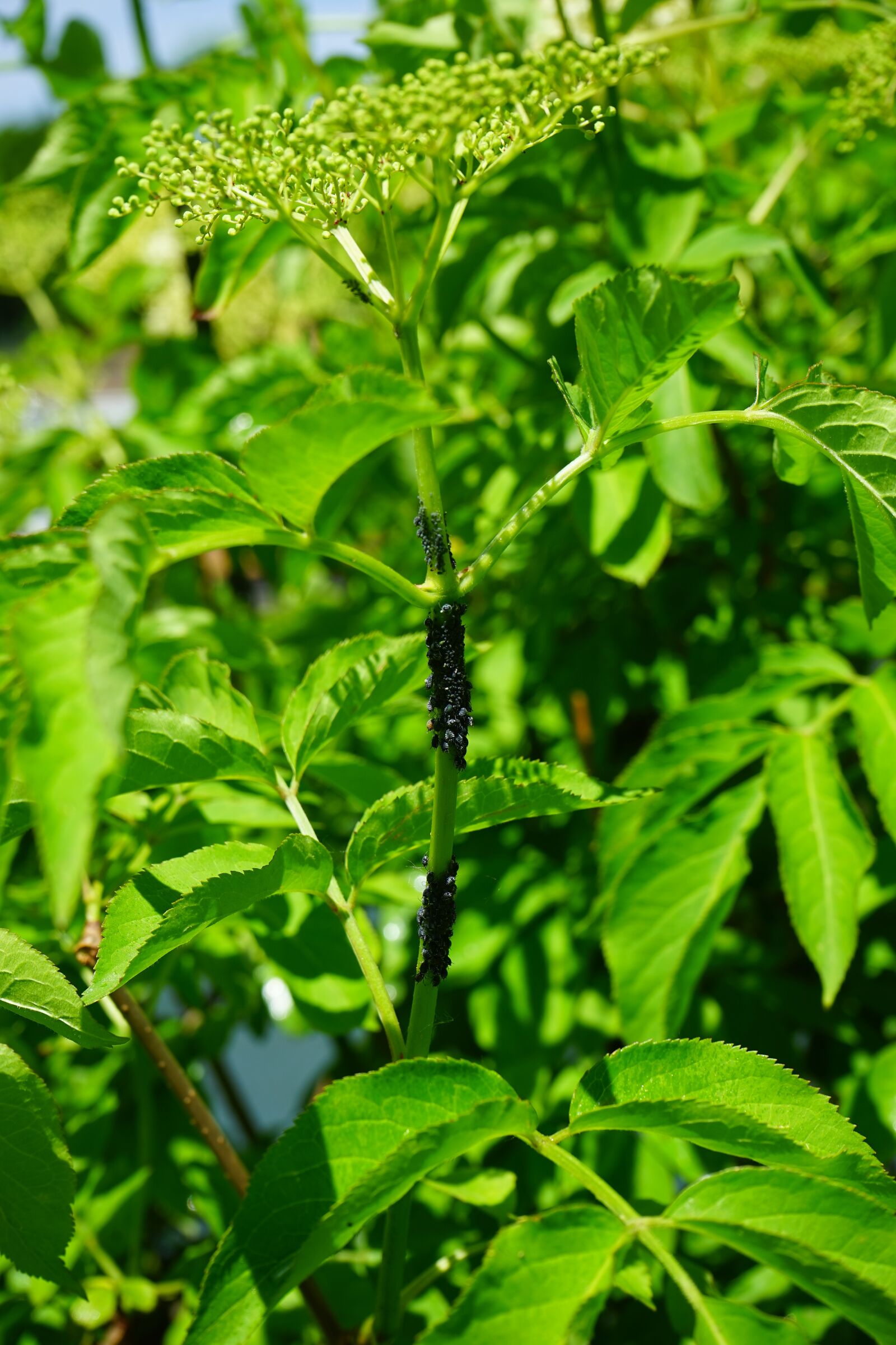 Sony a7 + Sony FE 28-70mm F3.5-5.6 OSS sample photo. Black elder aphids, lice photography