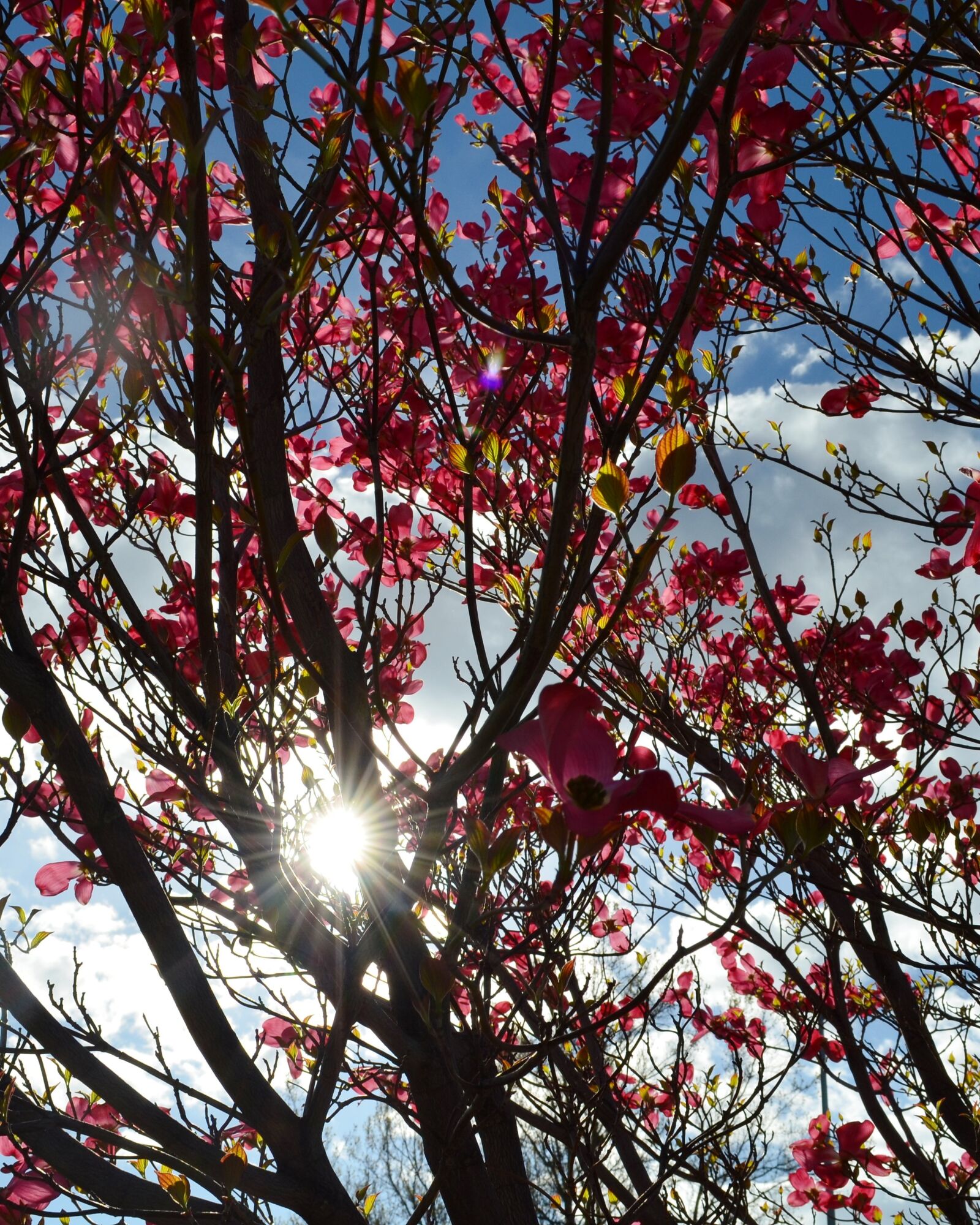 Nikon D5100 sample photo. Dogwood, tree, pink photography