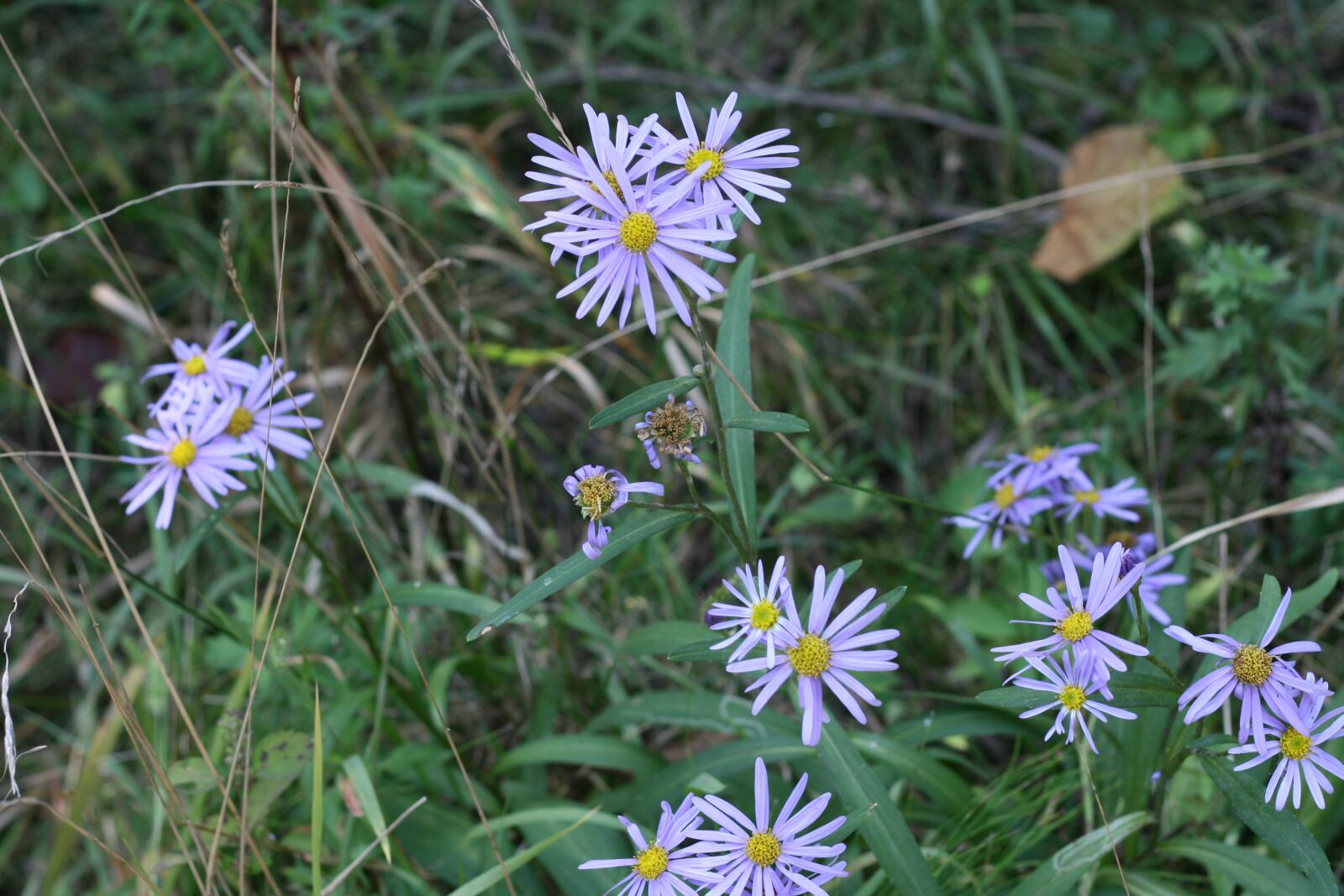 Canon EOS 400D (EOS Digital Rebel XTi / EOS Kiss Digital X) sample photo. Yomena aster, flower, nature photography