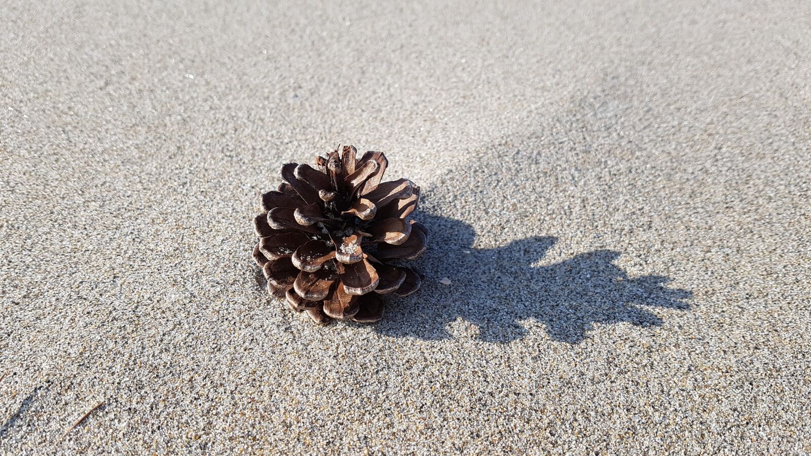 Samsung Galaxy S7 Edge sample photo. Beach, pine cone, sand photography