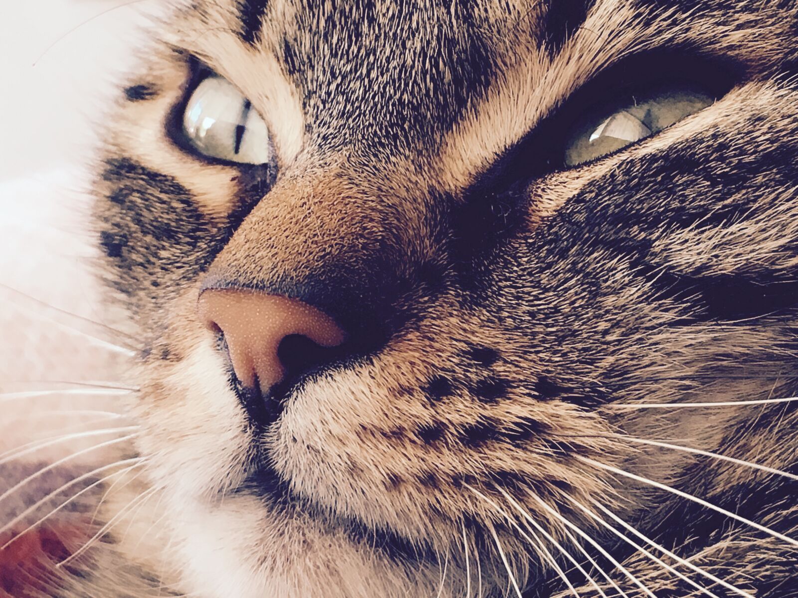 iPhone SE back camera 4.15mm f/2.2 sample photo. Cat, eyes, beauty photography
