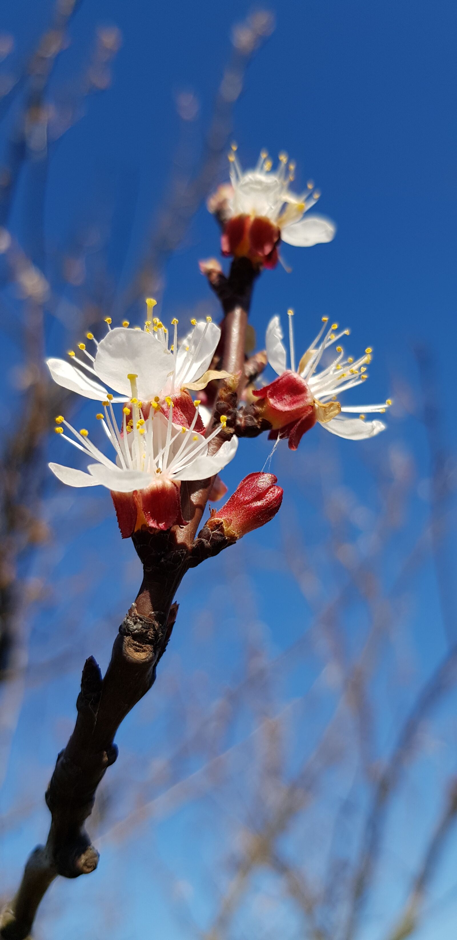 Samsung Galaxy S8 sample photo. Spring flowers, blue sky photography