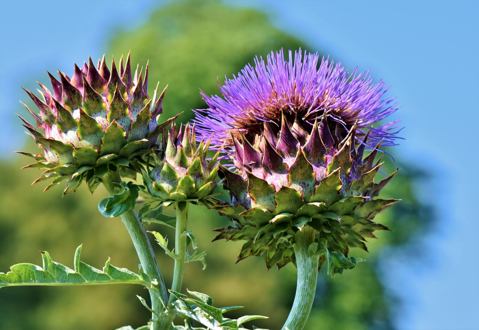 Nikon D7200 sample photo. Artichoke, vegetables, flower vegetables photography